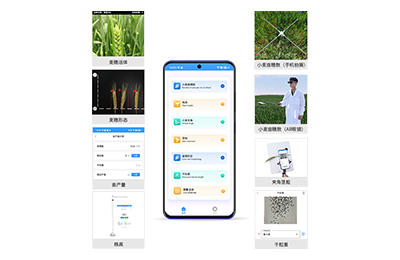 嘉定区小麦表型测量仪IN-XM05
